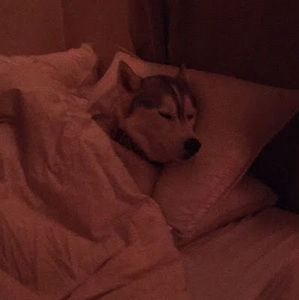 Meet your Posher, Persimmons